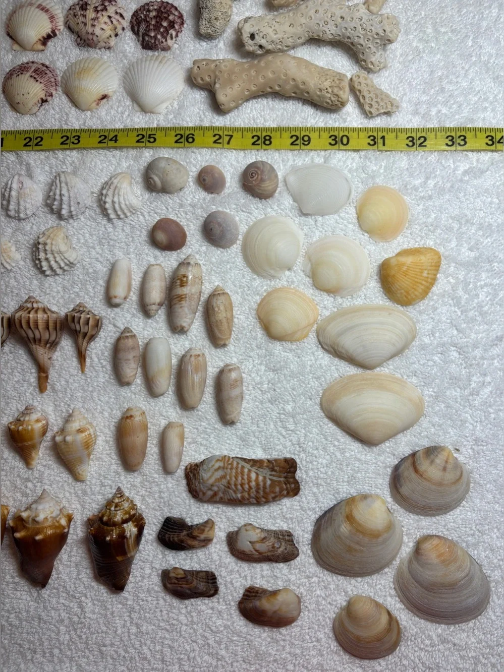 110 Mix Sanibel Island Assorted Seashell Collection!   Great for crafting!!